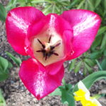 Właściciele ogródków działkowych korzystają z wiosennej aury 3 - Polskie Radio Rzeszów Właściciele ogródków działkowych korzystają z wiosennej aury - Polskie Radio Rzeszów