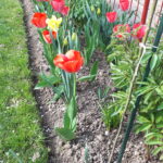 Właściciele ogródków działkowych korzystają z wiosennej aury 2 - Polskie Radio Rzeszów Właściciele ogródków działkowych korzystają z wiosennej aury - Polskie Radio Rzeszów