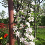 Właściciele ogródków działkowych korzystają z wiosennej aury 11 - Polskie Radio Rzeszów Właściciele ogródków działkowych korzystają z wiosennej aury - Polskie Radio Rzeszów