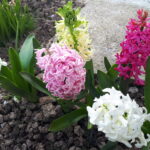 Właściciele ogródków działkowych korzystają z wiosennej aury 13 - Polskie Radio Rzeszów Właściciele ogródków działkowych korzystają z wiosennej aury - Polskie Radio Rzeszów