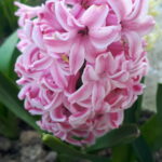 Właściciele ogródków działkowych korzystają z wiosennej aury 10 - Polskie Radio Rzeszów Właściciele ogródków działkowych korzystają z wiosennej aury - Polskie Radio Rzeszów