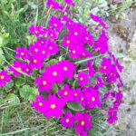 Właściciele ogródków działkowych korzystają z wiosennej aury 6 - Polskie Radio Rzeszów Właściciele ogródków działkowych korzystają z wiosennej aury - Polskie Radio Rzeszów