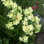 Właściciele ogródków działkowych korzystają z wiosennej aury 7 - Polskie Radio Rzeszów Właściciele ogródków działkowych korzystają z wiosennej aury - Polskie Radio Rzeszów