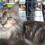 Zwierzomania w G2A Arena (zdjęcia) - Polskie Radio Rzeszów