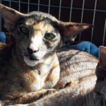 Zwierzomania w G2A Arena (zdjęcia) - Polskie Radio Rzeszów