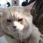 Zwierzomania w G2A Arena (zdjęcia) - Polskie Radio Rzeszów