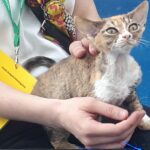 Zwierzomania w G2A Arena (zdjęcia) - Polskie Radio Rzeszów