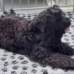 Zwierzomania w G2A Arena (zdjęcia) - Polskie Radio Rzeszów