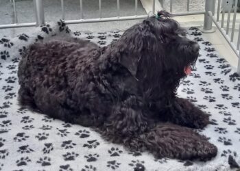 Drugi dzień Zwierzomanii w&nbsp;G2A Arena