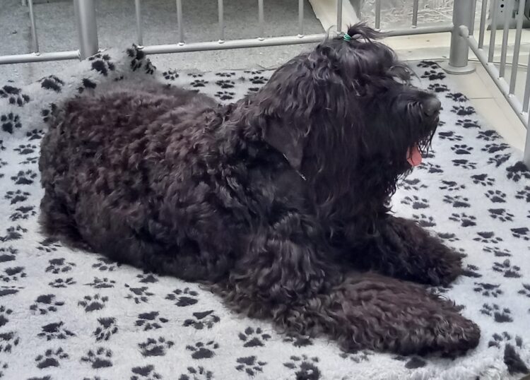 Drugi dzień Zwierzomanii w G2A Arena