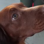 Zwierzomania w G2A Arena (zdjęcia) - Polskie Radio Rzeszów