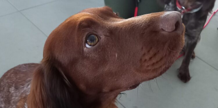 Zwierzomania w G2A Arena (zdjęcia)