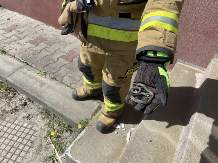 Spod sklepowych kartonów strażacy wyciągnęli węża