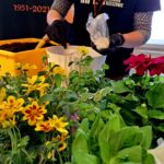 Jakie kwiaty najlepiej posadzić na balkonie lub tarasie? - Polskie Radio Rzeszów