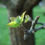 Nad Wisłokiem w Rzeszowie już widać wiosnę (fotogaleria) 2 - Polskie Radio Rzeszów Nad Wisłokiem w Rzeszowie już widać wiosnę (fotogaleria) - Polskie Radio Rzeszów