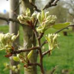 Nad Wisłokiem w Rzeszowie już widać wiosnę (fotogaleria) 5 - Polskie Radio Rzeszów Nad Wisłokiem w Rzeszowie już widać wiosnę (fotogaleria) - Polskie Radio Rzeszów