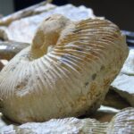 Wystawa i giełda minerałów w Rzeszowie (galeria zdjęć) - Polskie Radio Rzeszów