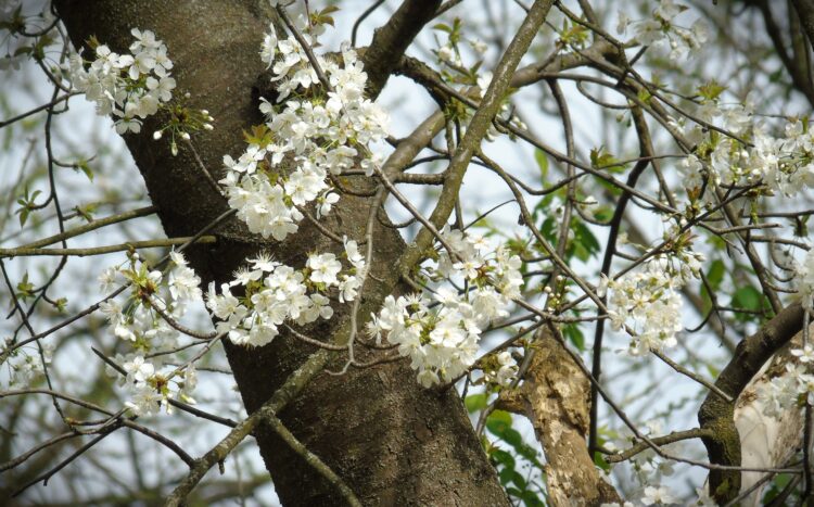 Nad Wisłokiem w Rzeszowie już widać wiosnę (fotogaleria) 1 - Polskie Radio Rzeszów Nad Wisłokiem w Rzeszowie już widać wiosnę (fotogaleria)