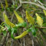 Nad Wisłokiem w Rzeszowie już widać wiosnę (fotogaleria) 3 - Polskie Radio Rzeszów Nad Wisłokiem w Rzeszowie już widać wiosnę (fotogaleria) - Polskie Radio Rzeszów
