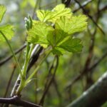 Nad Wisłokiem w Rzeszowie już widać wiosnę (fotogaleria) 9 - Polskie Radio Rzeszów Nad Wisłokiem w Rzeszowie już widać wiosnę (fotogaleria) - Polskie Radio Rzeszów