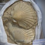 Wystawa i giełda minerałów w Rzeszowie (galeria zdjęć) - Polskie Radio Rzeszów