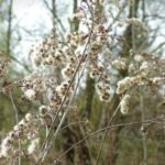 Nad Wisłokiem w Rzeszowie już widać wiosnę (fotogaleria) 11 - Polskie Radio Rzeszów Nad Wisłokiem w Rzeszowie już widać wiosnę (fotogaleria) - Polskie Radio Rzeszów