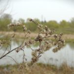 Nad Wisłokiem w Rzeszowie już widać wiosnę (fotogaleria) 4 - Polskie Radio Rzeszów Nad Wisłokiem w Rzeszowie już widać wiosnę (fotogaleria) - Polskie Radio Rzeszów