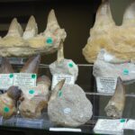 Wystawa i giełda minerałów w Rzeszowie (galeria zdjęć) - Polskie Radio Rzeszów