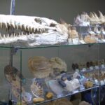 Wystawa i giełda minerałów w Rzeszowie (galeria zdjęć) - Polskie Radio Rzeszów