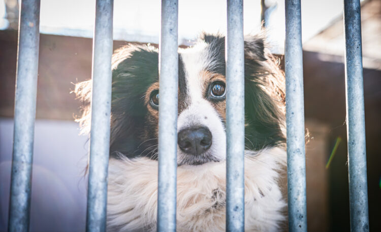 4 kwietnia – Światowy Dzień Bezdomnych Zwierząt