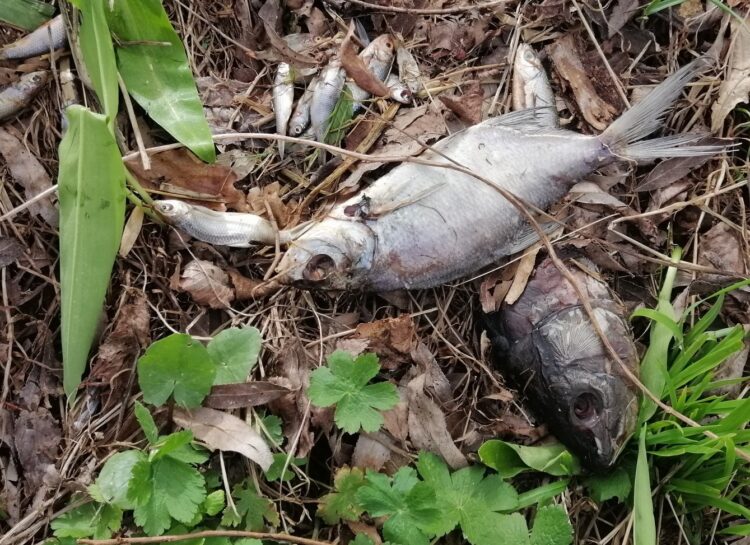 Zniszczone łowisko w Haczowie 1 - Polskie Radio Rzeszów Zniszczone łowisko w Haczowie