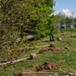 Blisko sto drzew posadzą Wody Polskie nad rzeszowskim Wisłokiem 3 - Polskie Radio Rzeszów Blisko sto drzew posadzą Wody Polskie nad rzeszowskim Wisłokiem - Polskie Radio Rzeszów