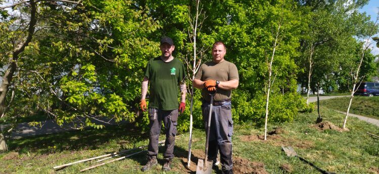 Blisko sto drzew posadzą Wody Polskie nad rzeszowskim Wisłokiem