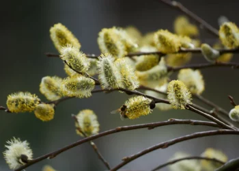Wielkanocne kolędowanie miało przyspieszyć wiosnę