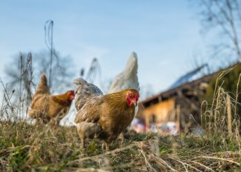 Kury rozprzestrzeniły się z&nbsp;Azji Środkowej dzięki Jedwabnemu Szlakowi