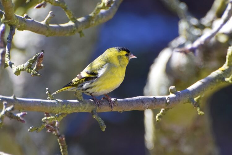 Czyżowa radość życia