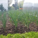 Właściciele ogródków działkowych korzystają z wiosennej aury 9 - Polskie Radio Rzeszów Właściciele ogródków działkowych korzystają z wiosennej aury - Polskie Radio Rzeszów