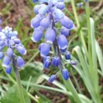 Właściciele ogródków działkowych korzystają z wiosennej aury 15 - Polskie Radio Rzeszów Właściciele ogródków działkowych korzystają z wiosennej aury - Polskie Radio Rzeszów