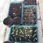 Właściciele ogródków działkowych korzystają z wiosennej aury 8 - Polskie Radio Rzeszów Właściciele ogródków działkowych korzystają z wiosennej aury - Polskie Radio Rzeszów