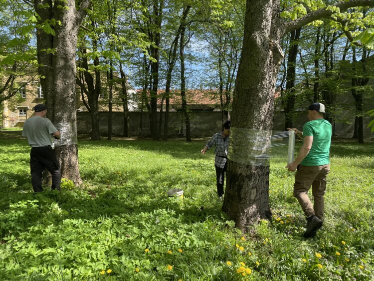 Szrotówek kasztanowcowiaczek szkodzi w Tarnobrzegu