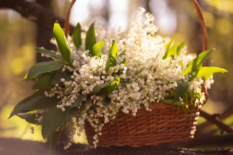 1 maja – Święto Konwalii