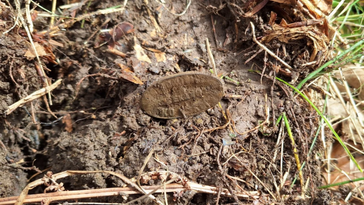 Tajemnicza pieczęć znaleziona w lasach regionu