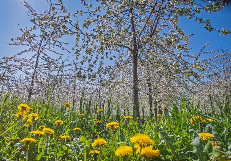 Straty w podkarpackich sadach. Przemarzły wiśnie i czereśnie