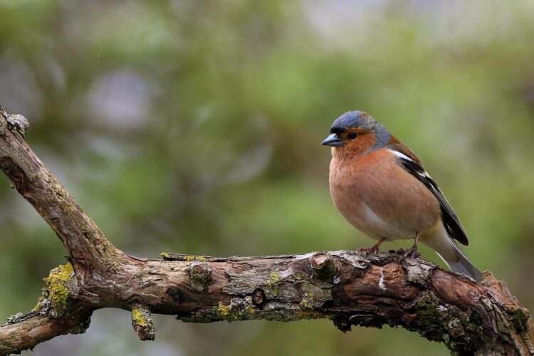 Dźwięki i wdzięki zięby