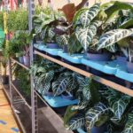 Festiwal Roślin w Przemyślu 5 - Polskie Radio Rzeszów Festiwal Roślin w Przemyślu - Polskie Radio Rzeszów