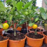 Festiwal Roślin w Przemyślu 9 - Polskie Radio Rzeszów Festiwal Roślin w Przemyślu - Polskie Radio Rzeszów