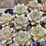 Festiwal Roślin w Przemyślu 10 - Polskie Radio Rzeszów Festiwal Roślin w Przemyślu - Polskie Radio Rzeszów