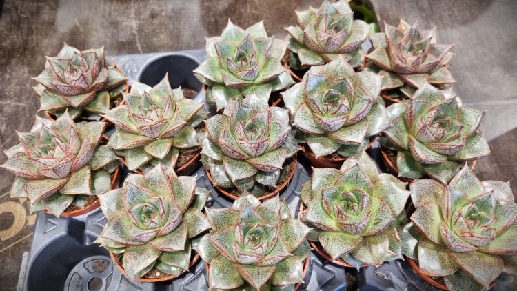 Festiwal Roślin w Przemyślu