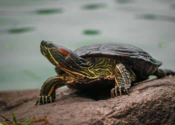23 maja – Światowy Dzień Żółwia