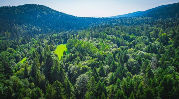 W Bieszczadach ma powstać replika Chatki Puchatka